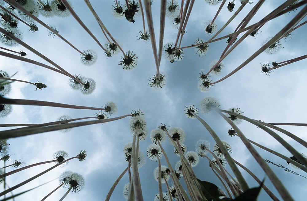 Weeds & dandelions, shot from ground up to the sky