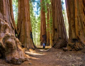 red wood forest in california