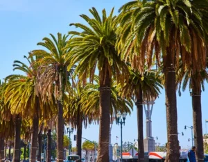 Palm Trees in Beverly Hills California