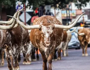 Longhorns in Texas