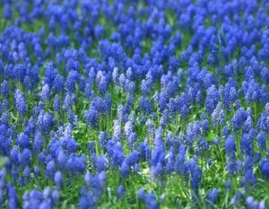 Bluebonnets in Texas